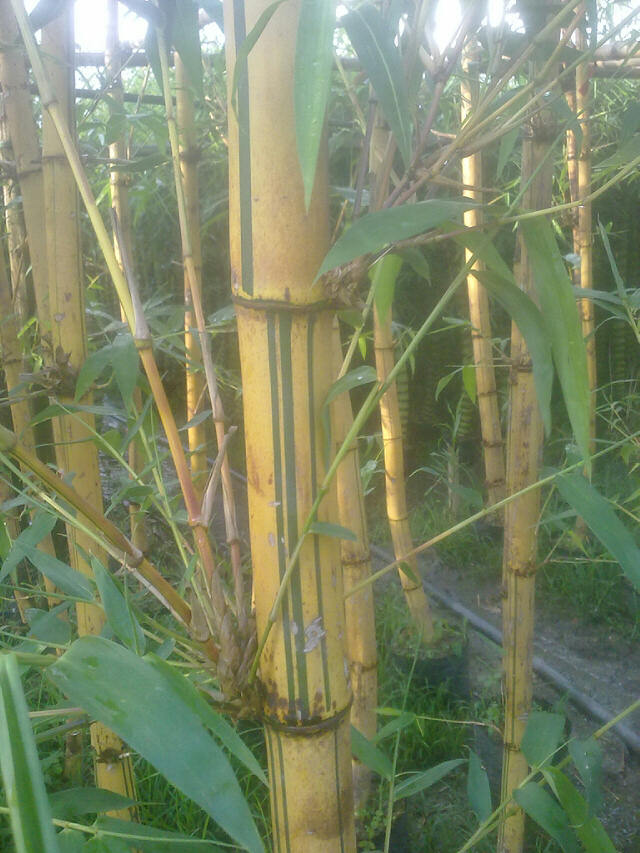 黄金间碧玉竹 金镶玉竹 可盆栽的彩色竹子 庭院绿化植物