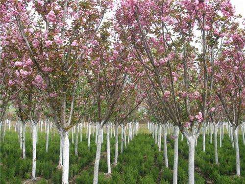 四川樱花价格  温江区樱花批发 四川樱花种植基地