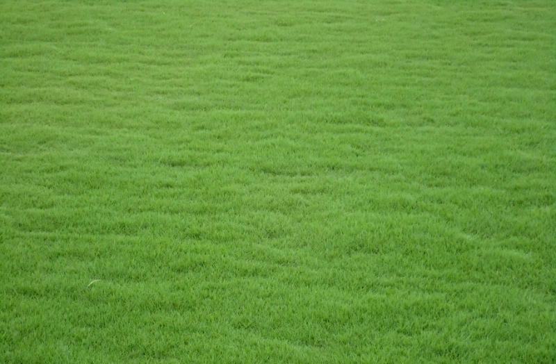 安徽绿亮草坪基地