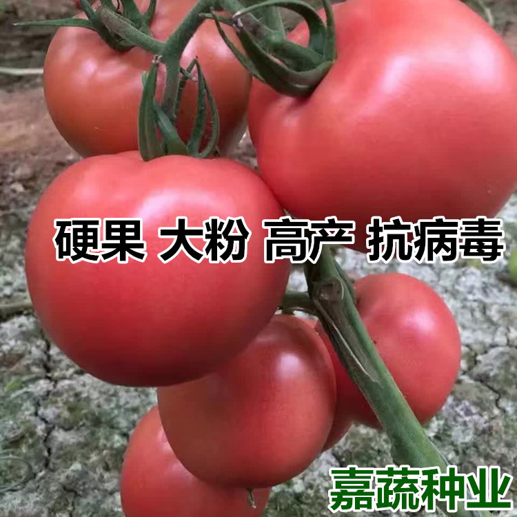 蔬菜苗 番茄苗 硬粉越夏番茄种苗 越夏西红柿苗子 寿光蔬菜种苗  高档硬粉番茄种苗图片