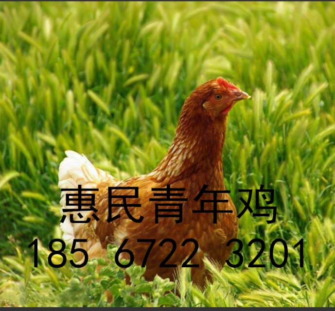 鹤壁市商品蛋鸡免疫程序厂家海兰褐商品蛋鸡免疫程序