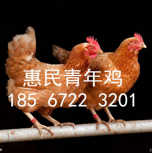 鹤壁青年鸡养殖场