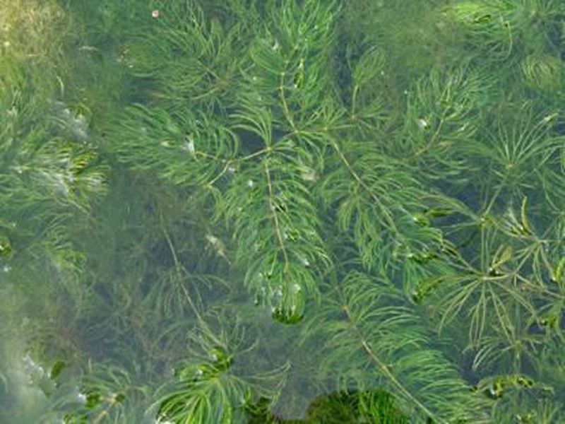 沉水植物金鱼藻大型培育基地