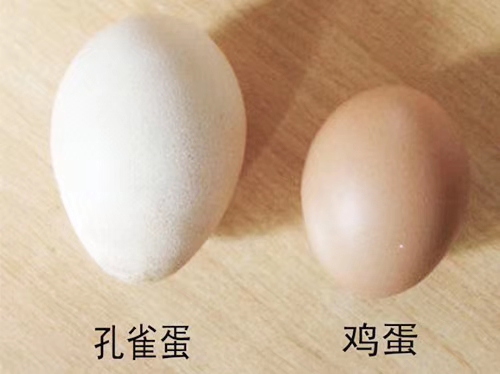 湖南孔雀蛋珍禽批发价格，孔雀蛋价格报价，特种珍禽孔雀蛋价格
