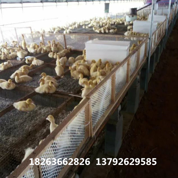 鸡鸭料箱 优质白色料箱 生产鸭料箱厂家