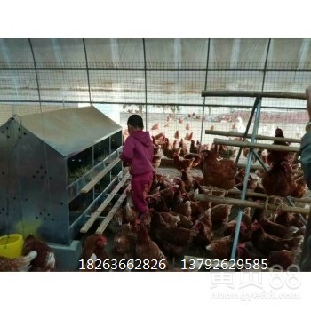 潍坊市鸡用产蛋箱  鸭蛋窝类型厂家