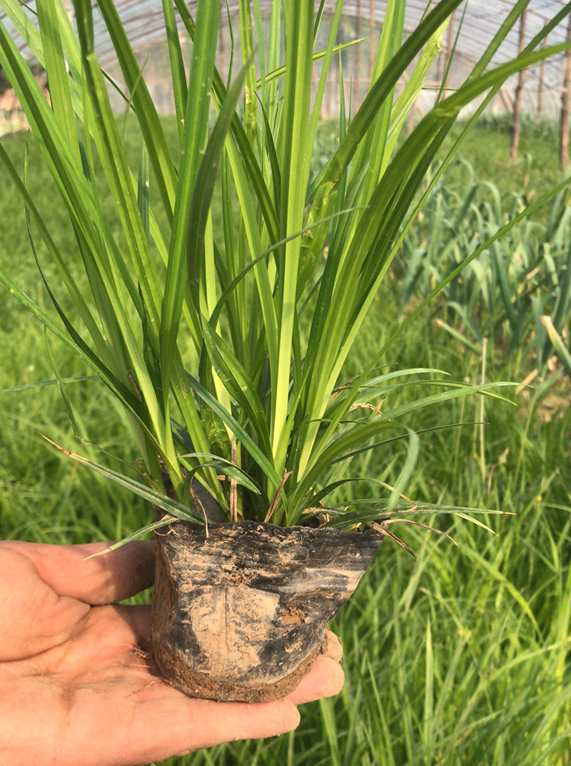 苔草价格 盆栽花坛观叶植物园林绿化 盆栽苔草价格图片