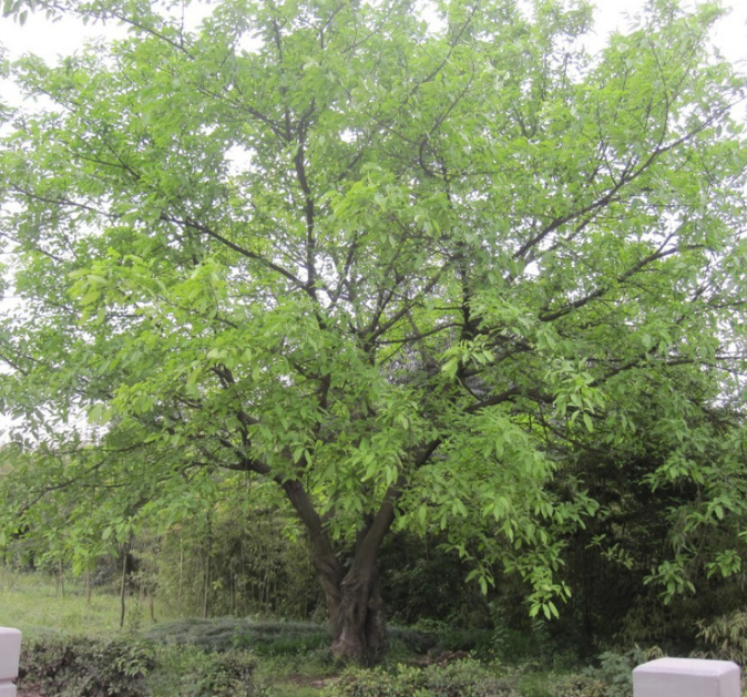 供应黄桷树树苗 四川黄桷树树苗厂家报价 黄桷树种植 黄桷树树苗图片