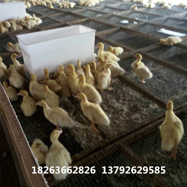 潍坊市鸭料箱厂家 新型鸭料箱厂家鸭料箱厂家 新型鸭料箱 鸡鸭鹅专用料箱
