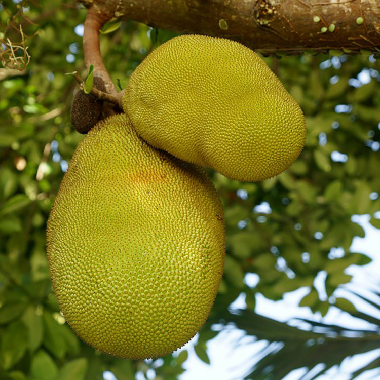 江苏菠萝蜜新鲜热带水果木菠萝现摘现发货源充足 江苏水果菠萝蜜
