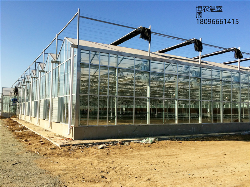 安徽智能玻璃温室连栋大棚价格300元一平方厂家直供