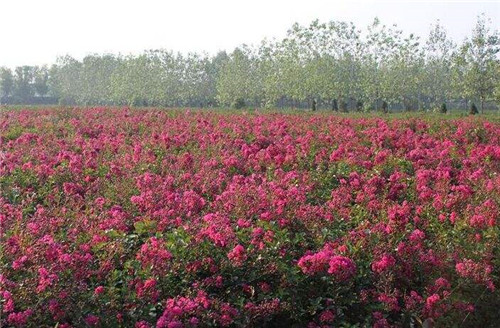 桂林市优质紫薇树价格厂家桂林优质紫薇树价格-种植基地
