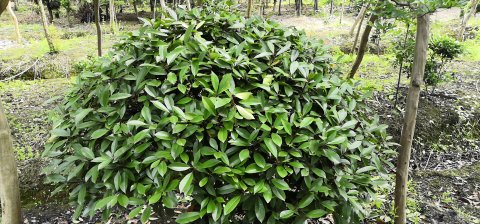 浙江红叶石楠球种植基地销售价格