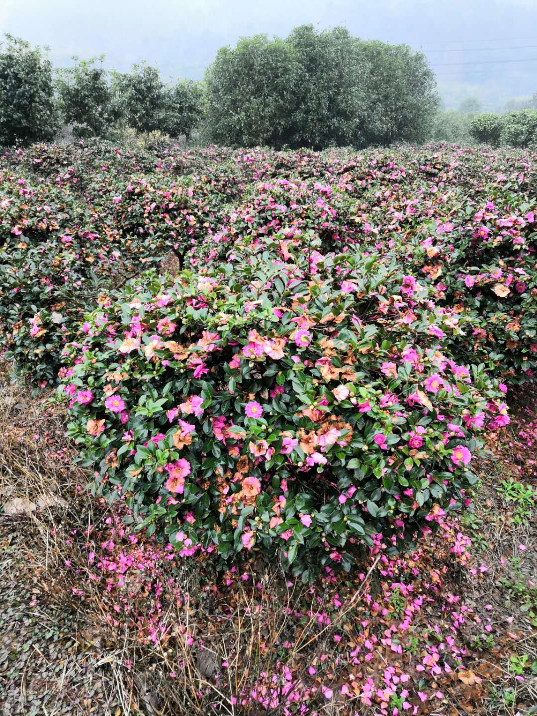 浙江茶梅球种植基地销售价格