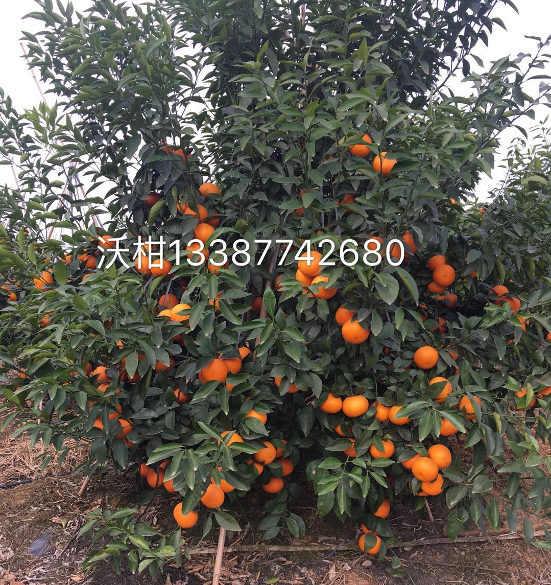 广西玫瑰香柑苗种植基地-优质供应商种植批发电话图片