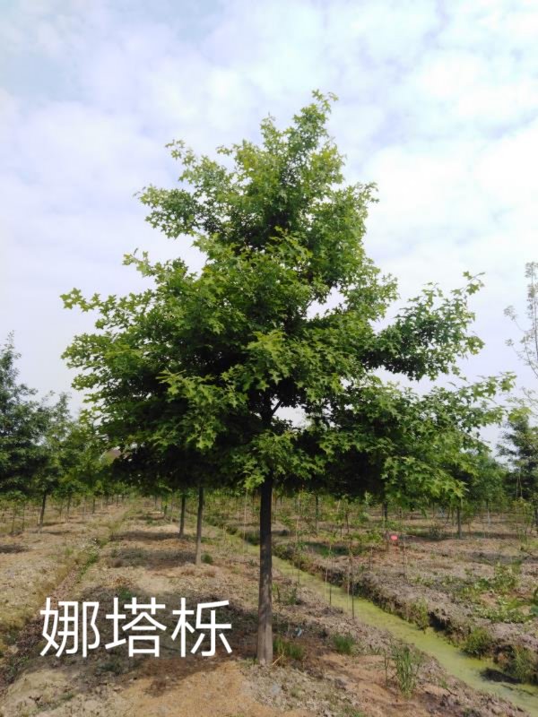 滁州批娜塔栎树苗基地 苗场直销价格