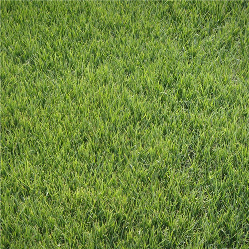 广东马尼拉草皮价格-种植基地-厂家图片