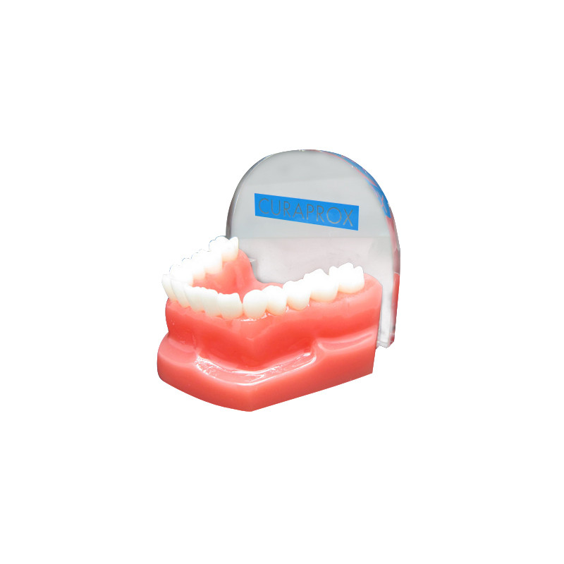 树脂牙齿模型 水晶胶医药纸镇 树脂假牙医药标本系列图片