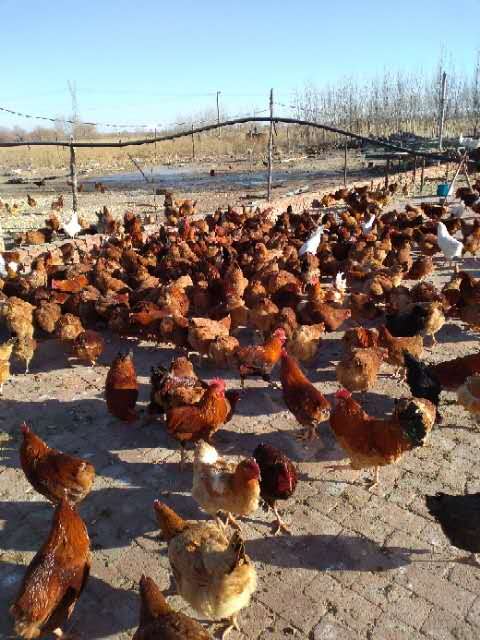 酵素生物菌饲料 内蒙古公鸡供应商 内蒙古公鸡厂家 内蒙古公鸡直销 内蒙古公鸡批发商 散养公鸡 不能远邮