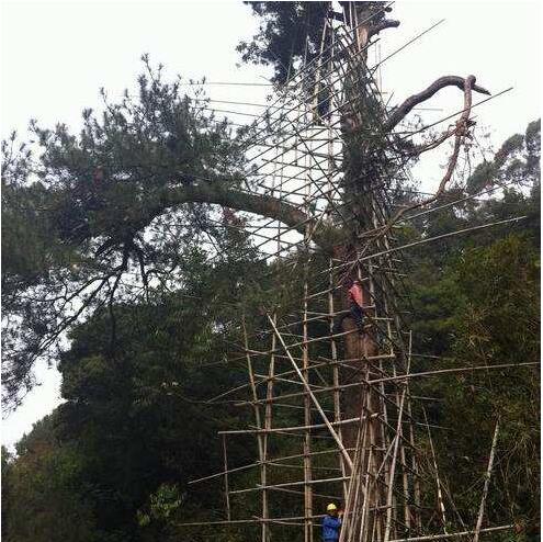 河南扬博防雷公司 古树防雷工程措施特种防雷工程资质
