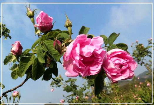 大马士革玫瑰鲜花市场行情报价图片
