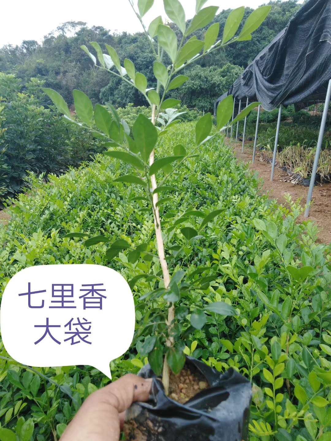 七里香大袋供应商-厂家-种植 七里香大袋