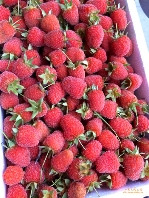 江西红树莓（覆盆子）干果营养价值，红树莓干果批发基地