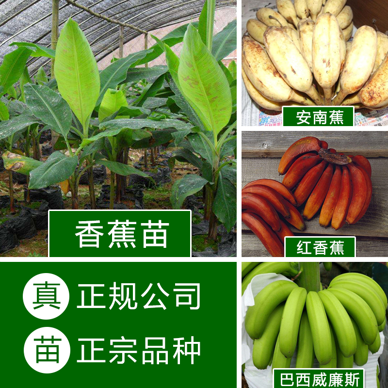 出售巴西香蕉苗_威廉斯B6香蕉苗_安南蕉/西贡蕉/粉蕉香蕉苗_营养钵苗/袋装苗