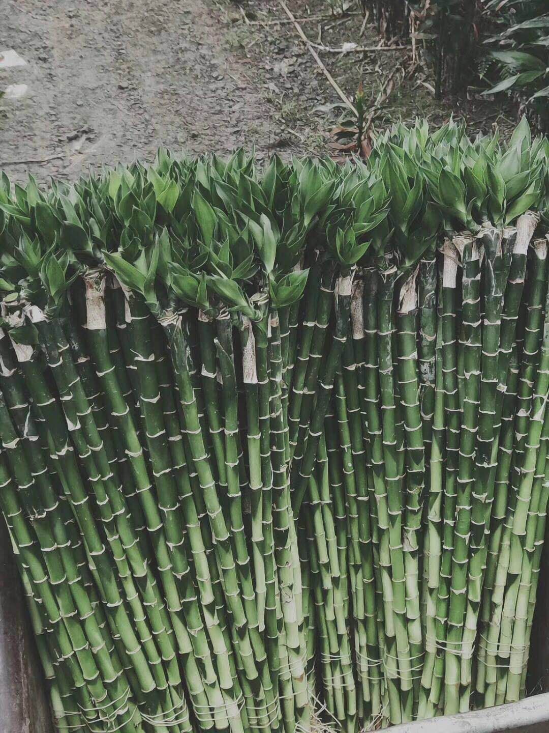 青岛富贵竹种植基地-青岛富贵竹厂家批发-青岛富贵竹优质供应商
