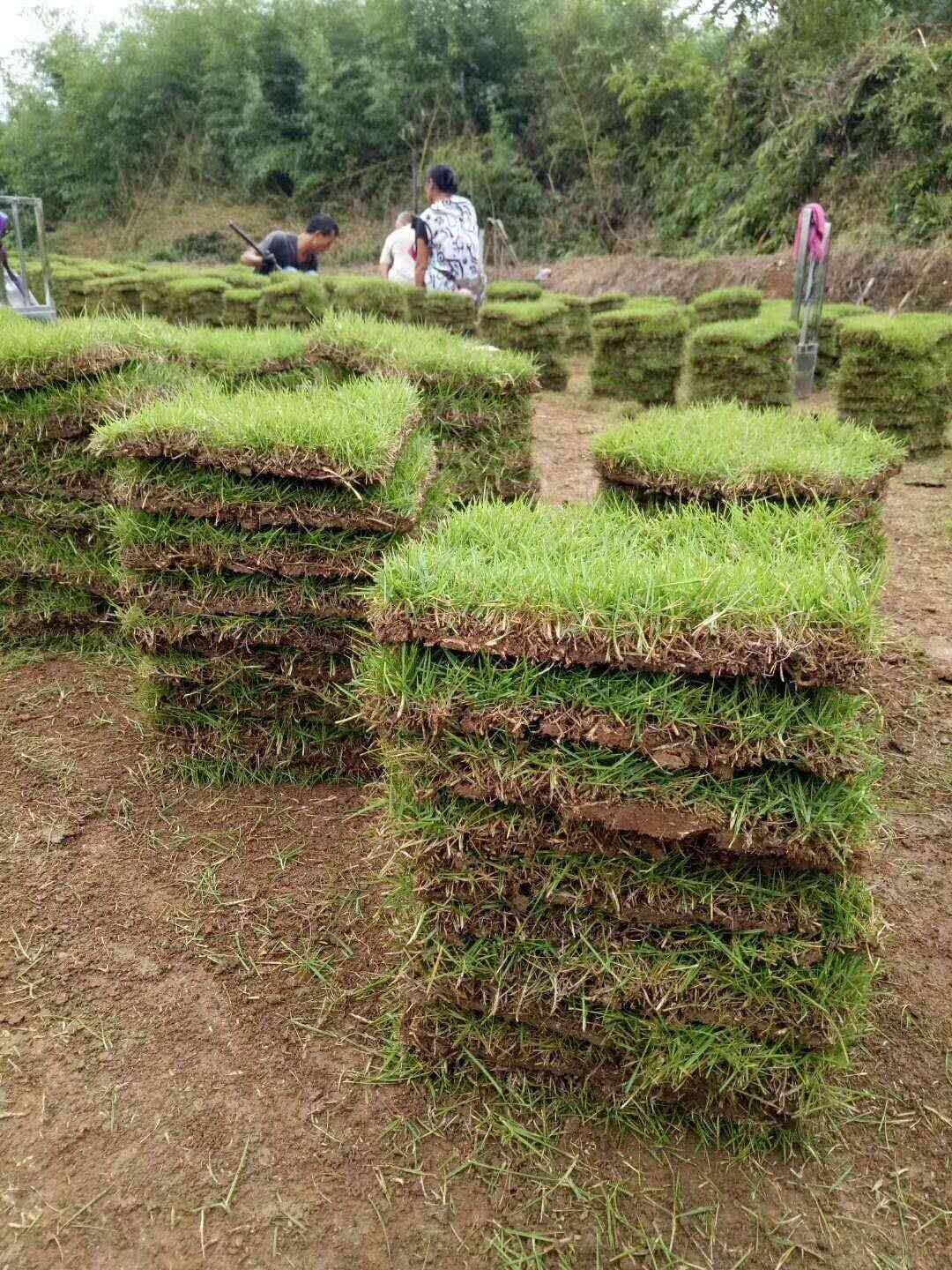 广东马尼拉草皮种植批发价格图片