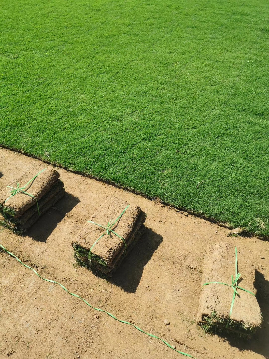 安徽滁州马尼拉草坪种植基地-草坪种植报价供应