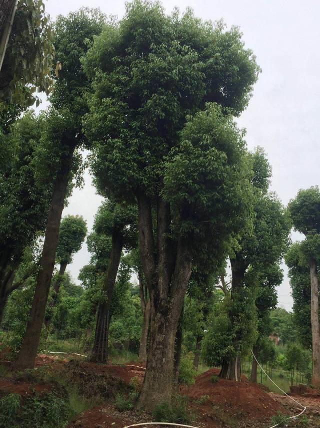 香樟树小叶香樟骨架香樟图片