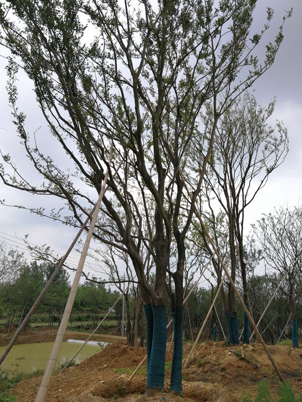 安徽胸径20-100cm丛生朴树种植基地直销价格