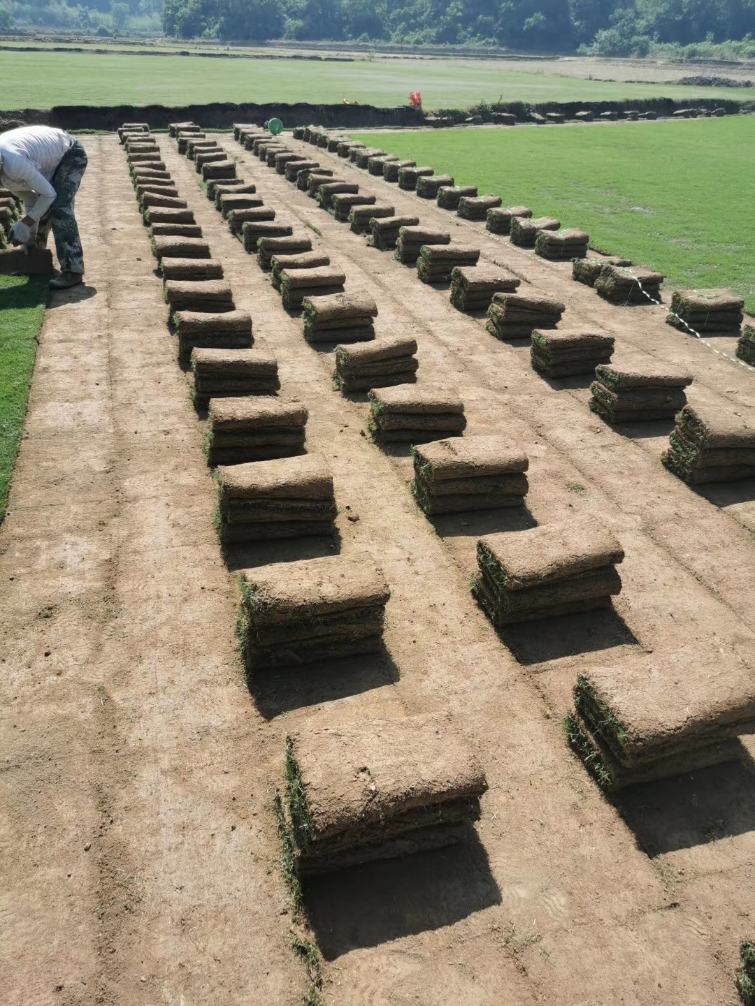 安徽滁州马尼拉草坪种植基地-草坪种植报价供应