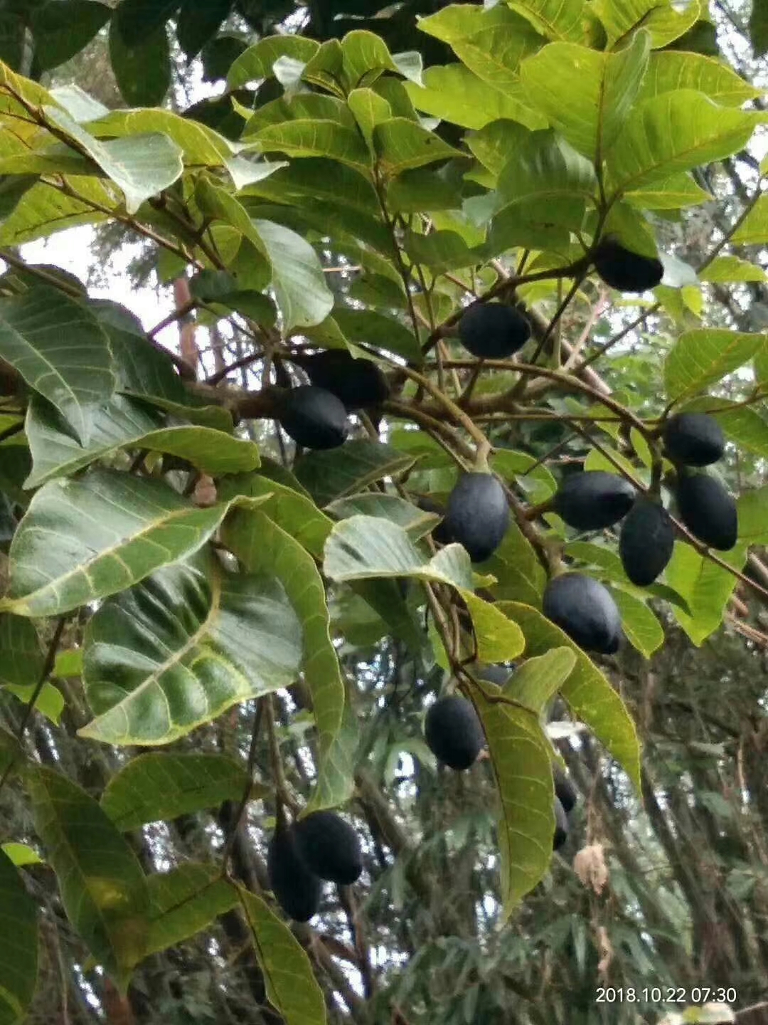 广西黑橄榄树苗