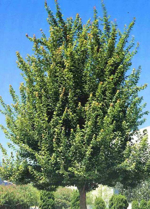 三角枫安徽供应胸径5-30cm 三角枫种植基地直销价格