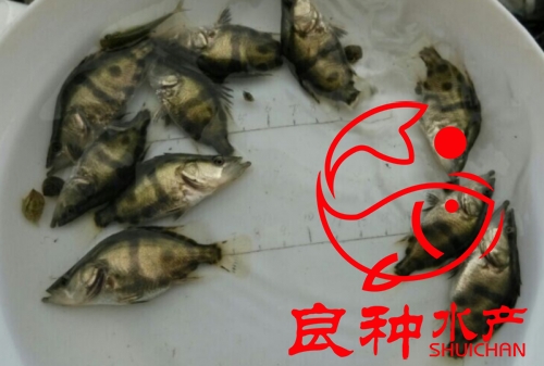 广州桂花鱼苗批发价批发