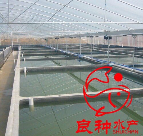 广州市广州哪里有金草鱼苗养殖场厂家