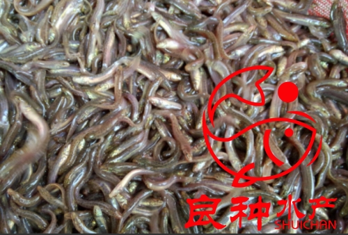 台湾一号泥鳅鱼苗养殖场_淡水鱼苗图片