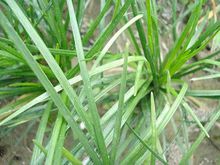 安徽滁州麦冬草种植基地-草坪种植报价优质供应