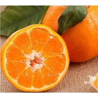 四川春见柑橘苗种植批发基地-优质种植供应商报价