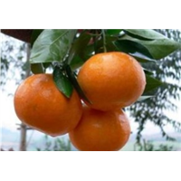 雅安柑橘苗种植批发基地雅安柑橘苗种植批发基地-优质种植供应商报价