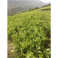 雅安大雅柑苗种植批发基地-优质种植供应商报价