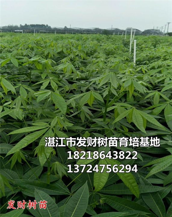 东莞发财树种植基地批发价格-优质供应商服务电话图片