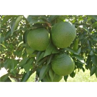 四川雅安大雅1号柑橘苗批发基地-优质种植供应商报价
