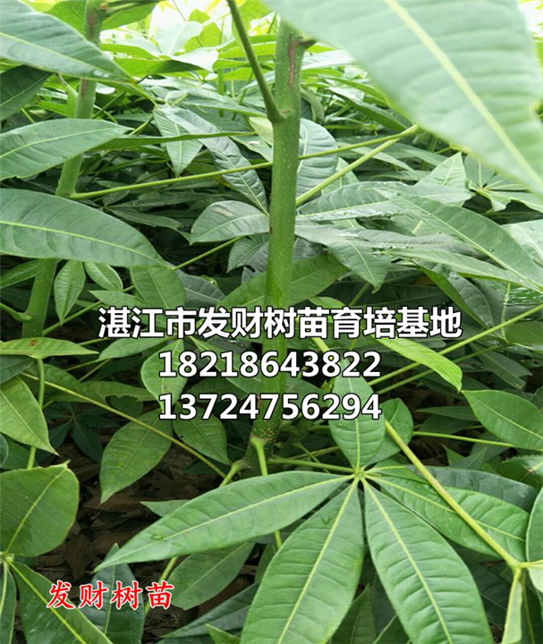 发财树种植基地在哪-优质供应商服务电话