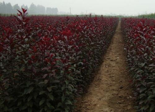 济南市专业种植红叶李基地 紫叶李种植技术 大量批发各种优质树苗