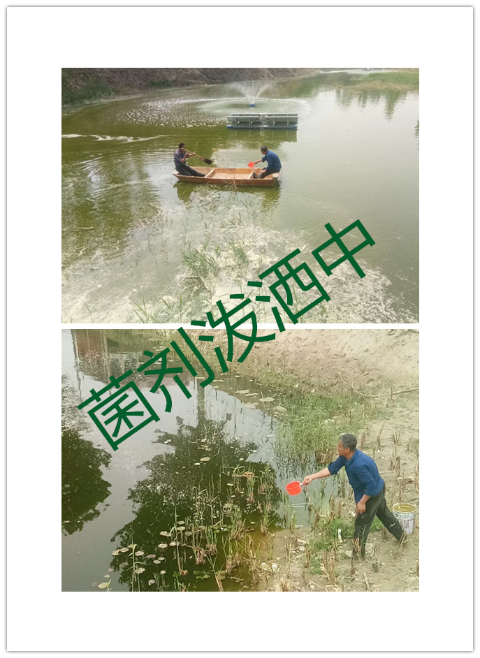 北京市污水处理微生物菌剂去除氨氮COD厂家