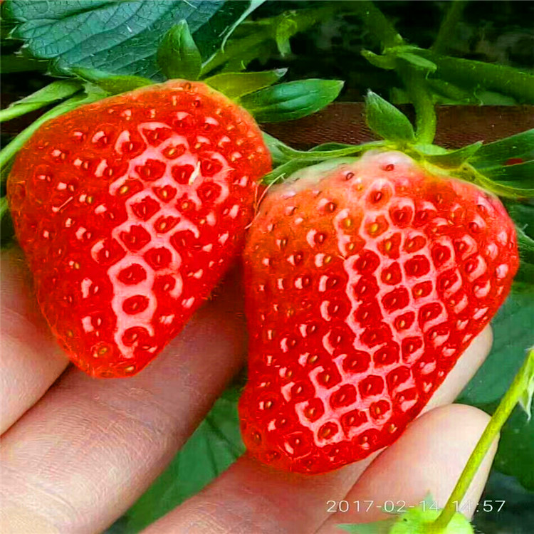 供应三叶一芯红颜草莓苗 今年红颜草莓苗价格多少钱 草莓苗种植技术图片