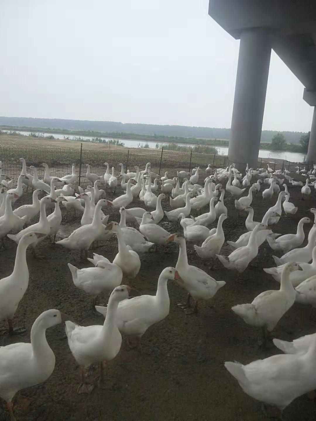 扬州白鹅 厂家直销 肉鹅鹅蛋 鸭蛋肉鸭图片